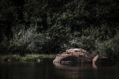 Reflection of trees in water