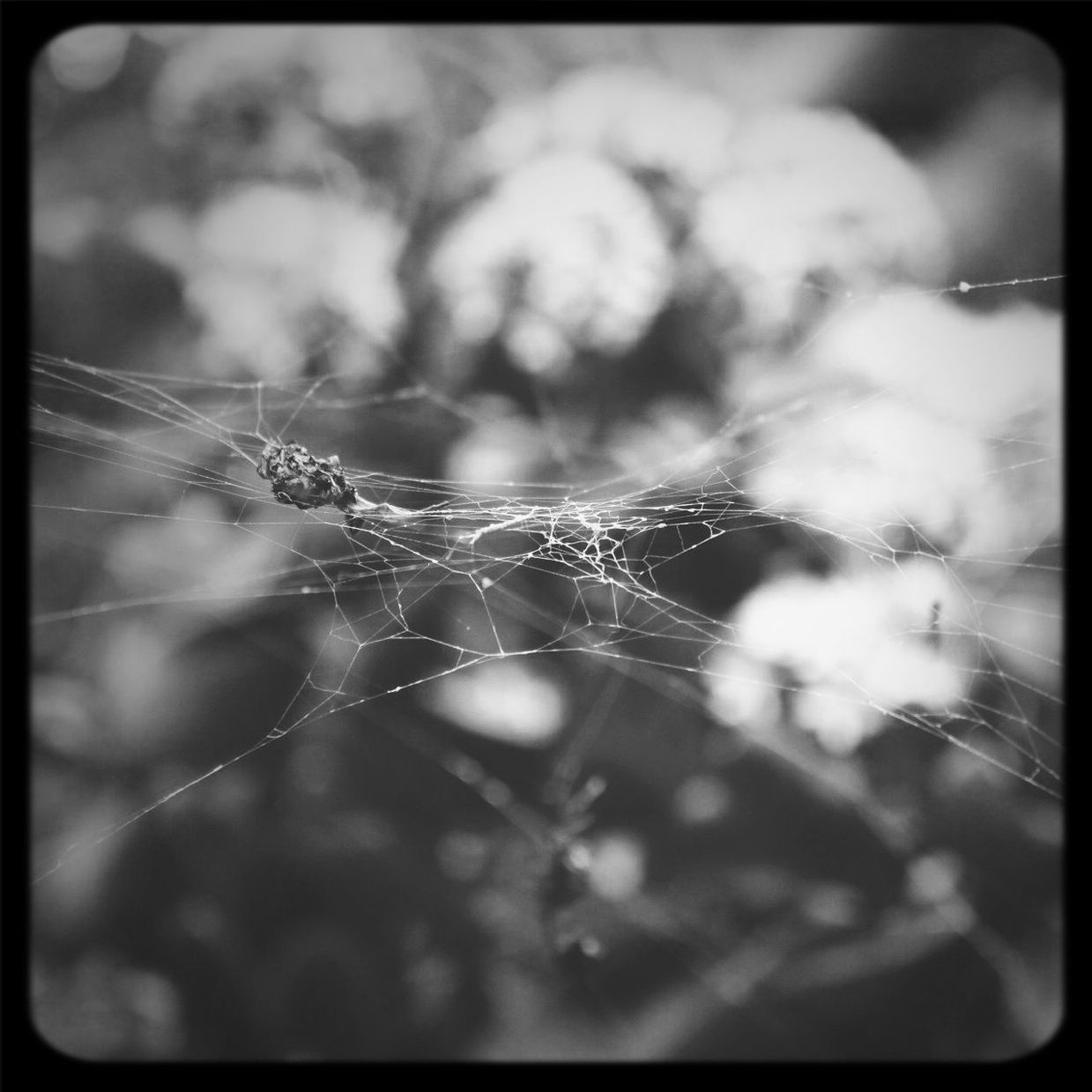 spider web, transfer print, animal themes, one animal, close-up, auto post production filter, focus on foreground, insect, spider, wildlife, animals in the wild, fragility, selective focus, nature, outdoors, day, no people, web, plant, natural pattern