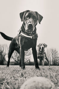 Attentive labradors 