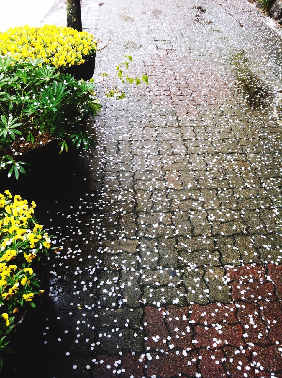 HIGH ANGLE VIEW OF WET PLANTS ON STREET DURING RAINY DAY