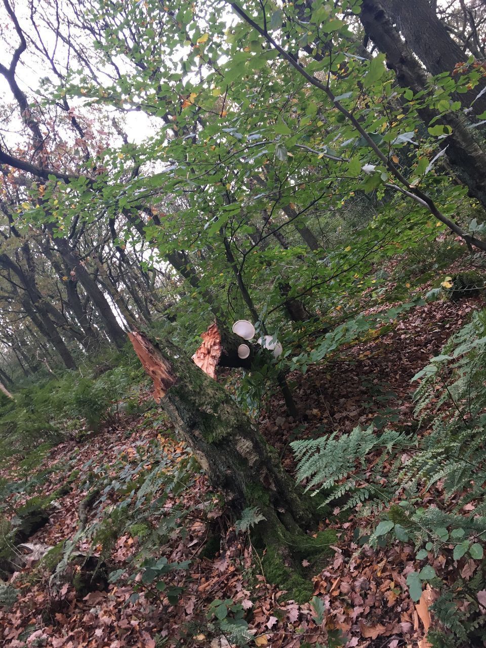 MAN FEEDING IN FOREST