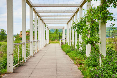 Footpath amidst trees