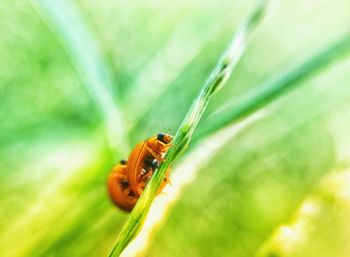 Close-up of ladybug on grass