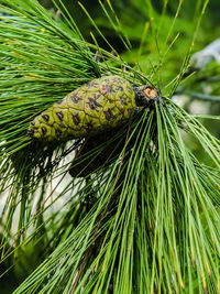 Close-up of butterfly on pine tree