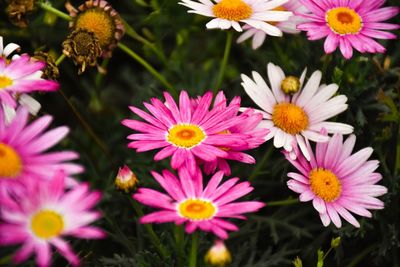 High angle view of pink flowering plants