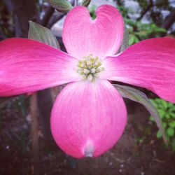 Close-up of pink flower blooming outdoors