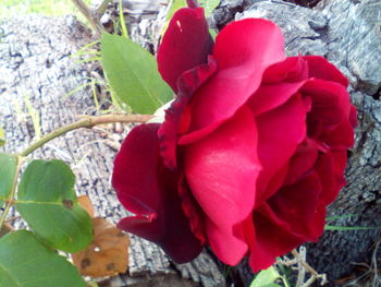 Close-up of red flowers blooming outdoors