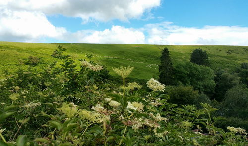 Scenic view of field against cloudy sky