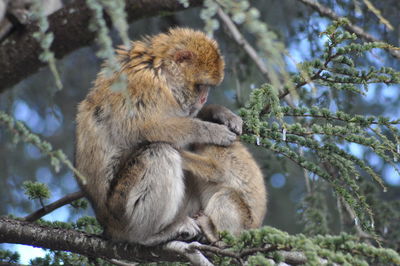 Low angle view of monkey sitting on tree