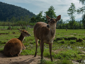 Deer standing in a field