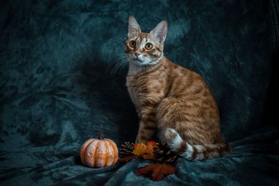 Cat sitting on a pumpkin