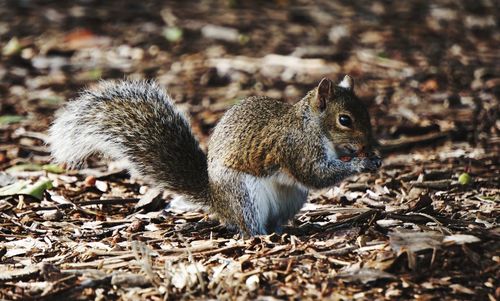 Close-up of squirrel eating