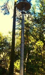 Low angle view of trees