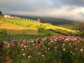 Scenic view of flowering plants on land against sky