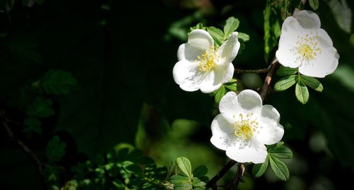 Close-up of white flowers