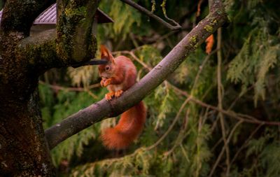 Squirrel on tree branch