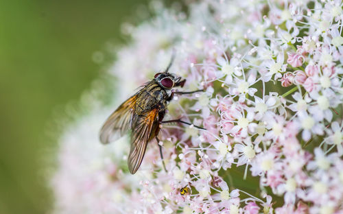 Close-up of housefly on flowers