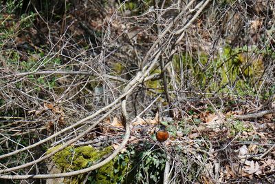 Close-up of fresh plants in forest