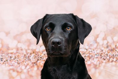 Close-up portrait of black dog