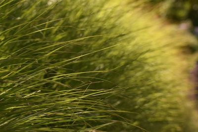 Close-up of crops growing on field