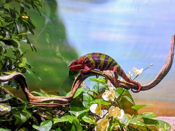 Close-up of lizard on plant