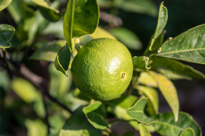 A green lemon in his tree