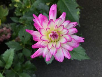 Close-up of pink flower blooming outdoors