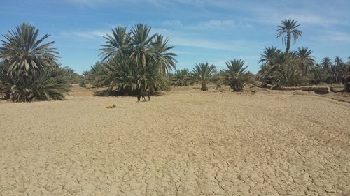 Panoramic view of palm trees on beach against sky