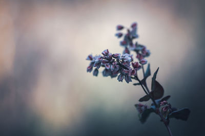 Close-up of flowering plant