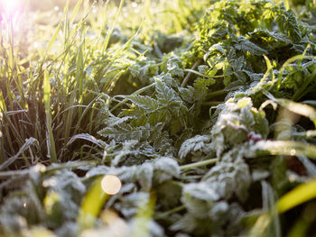 Full frame shot of plants growing on field