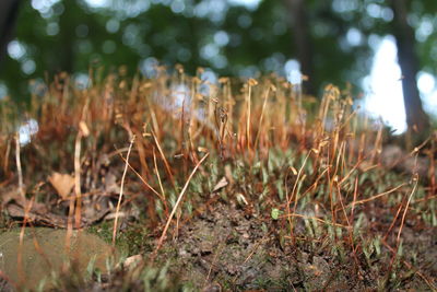 Close-up of moss growing on field