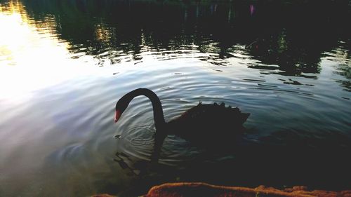 Swan swimming in lake