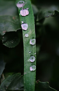 Close-up of green leaves on plant