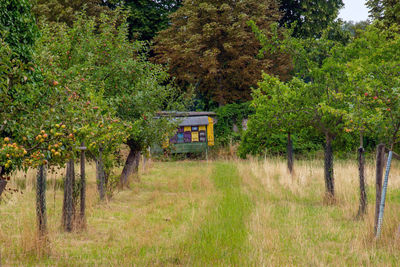 Trees on field