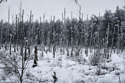 Bare trees on snow covered landscape