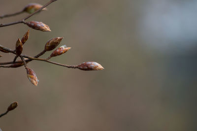 Close-up of flower on tree