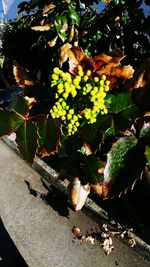 High angle view of leaves on plant