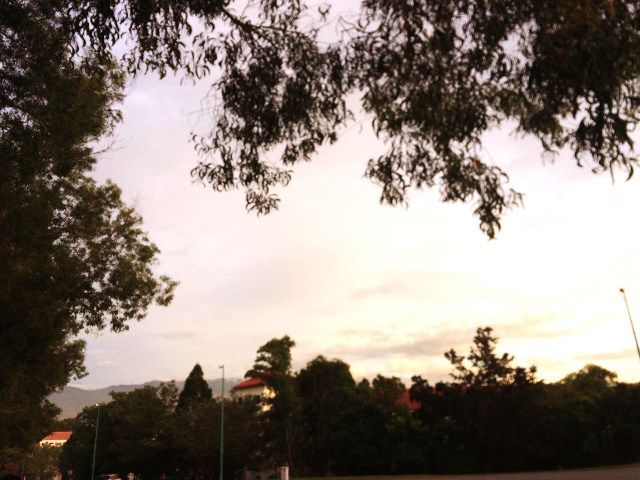 tree, sky, architecture, cloud - sky, built structure, building exterior, growth, no people, outdoors, low angle view, nature, sunset, city, day, branch, beauty in nature