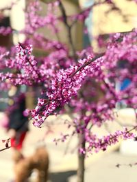 Close-up of pink cherry blossoms in spring