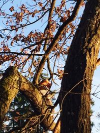 Low angle view of bird perching on tree against sky