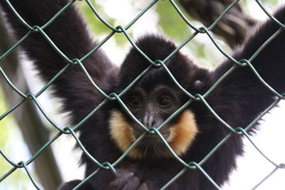 Close-up of monkey in cage at zoo