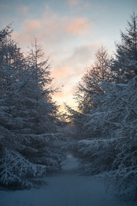 Scenic view of snowcapped mountains against sky during winter