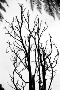 Low angle view of bare tree against sky