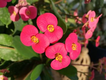 Close-up of pink flowering plant in park