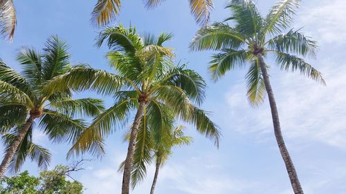 Low angle view of coconut palm trees against sky