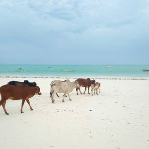 Horses on beach against sky