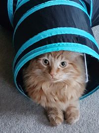 Portrait of cat relaxing on floor