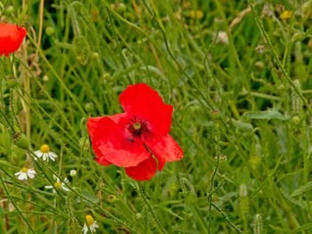 Close-up of red poppy flower on field