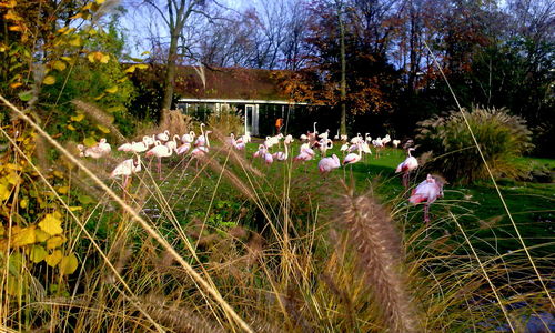 Flowers growing in field