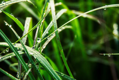 Close-up of wet grass